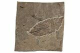 Fossil Elm Tree Leaf (Ulmus) - Nebraska #262263-1